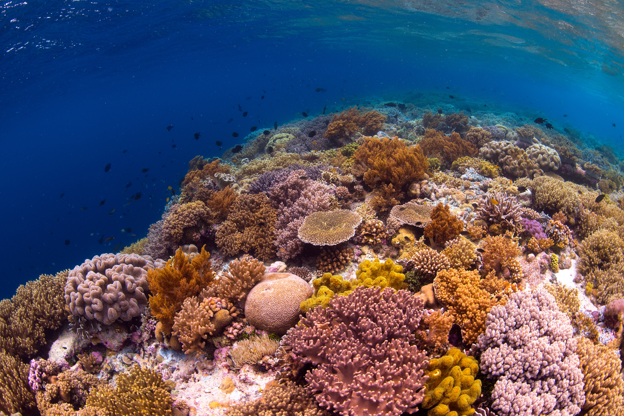 wakatobi national park (4).webp